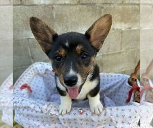 Pembroke Welsh Corgi Puppy for sale in ROCKVILLE, IN, USA