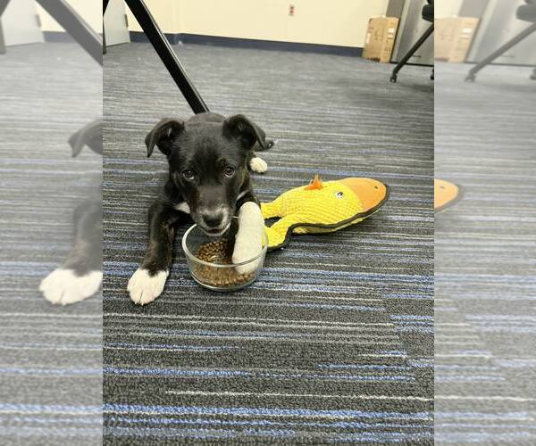 Medium Photo #4 Collie-Labrador Retriever Mix Puppy For Sale in Plainfield, IL, USA