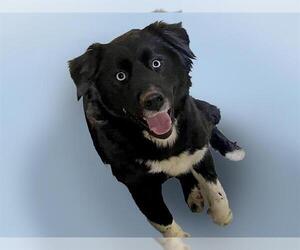 Australian Shepherd Dogs for adoption in Tulsa, OK, USA