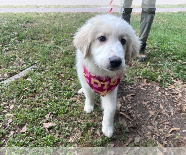 Medium Photo #3 Great Pyrenees Puppy For Sale in Spring, TX, USA