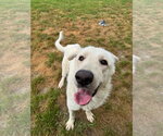 Small #1 Great Pyrenees