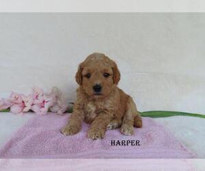 Goldendoodle (Miniature) Puppy for sale in GREENBANK, PA, USA