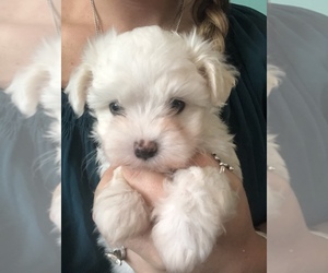 Maltese Puppy for sale in ABILENE, TX, USA