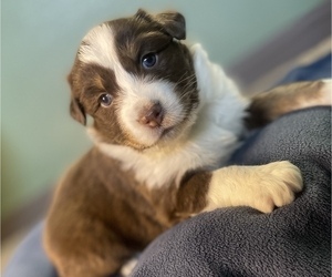 Australian Shepherd Puppy for Sale in MOUNT PULASKI, Illinois USA