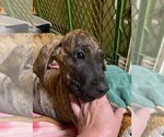 Small Photo #21 Great Dane Puppy For Sale in BURLESON, TX, USA