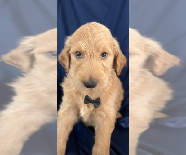 Medium Photo #4 Double Doodle Puppy For Sale in WEST COVINA, CA, USA