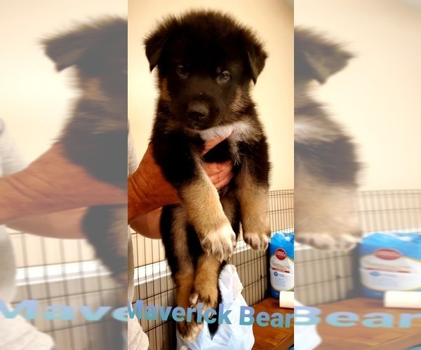 Medium Photo #3 German Shepherd Dog-Siberian Husky Mix Puppy For Sale in JOHNS ISLAND, SC, USA