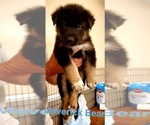 Small Photo #3 German Shepherd Dog-Siberian Husky Mix Puppy For Sale in JOHNS ISLAND, SC, USA