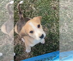 Small Photo #2 Beagle-Unknown Mix Puppy For Sale in Holly Springs, NC, USA