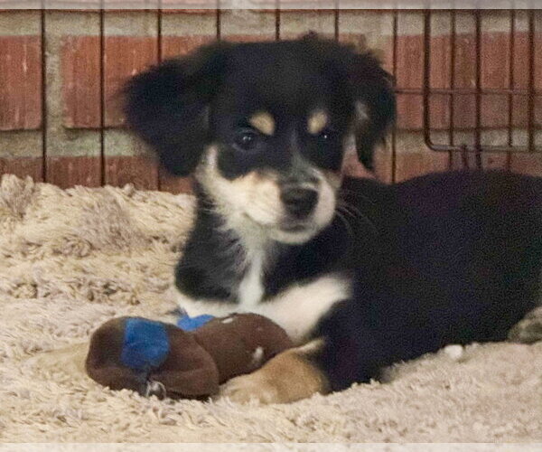Medium Photo #6 Chihuahua-Colonial Cocker Spaniel Mix Puppy For Sale in Corona, CA, USA