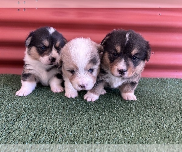 Medium Photo #21 Pembroke Welsh Corgi Puppy For Sale in CERES, CA, USA