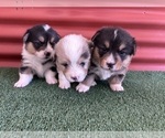 Small #20 Pembroke Welsh Corgi