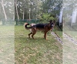Small Photo #1 German Shepherd Dog Puppy For Sale in SEEKONK, MA, USA