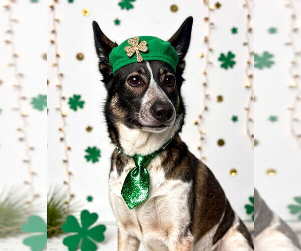 Medium Photo #4 Mutt Puppy For Sale in Lake Forest, CA, USA