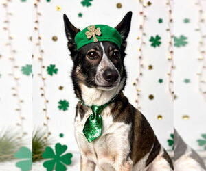 Cleo - Adopt Me! - Female Mutt Dog for Adoption - Photo #4