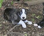 Puppy Blue Border-Aussie-Unknown Mix