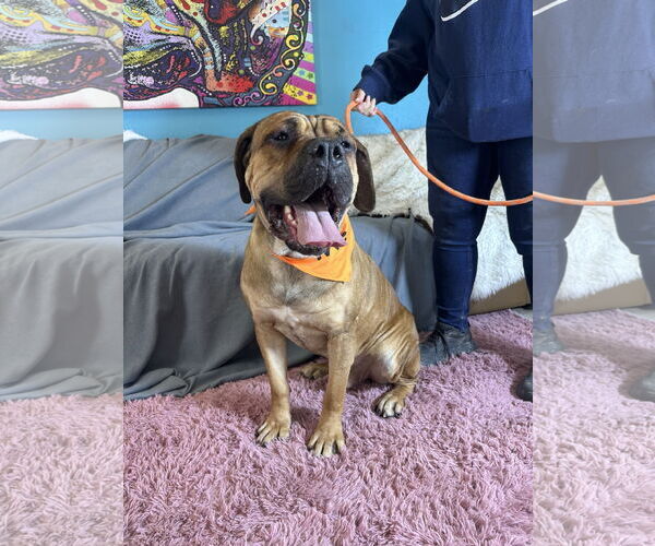 Medium Photo #1 Bullmastiff Puppy For Sale in Goodyear, AZ, USA
