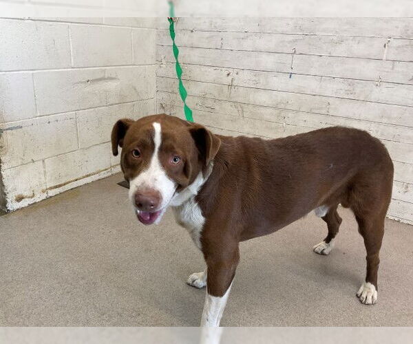 Medium Photo #1 American Pit Bull Terrier Puppy For Sale in San Bernardino, CA, USA