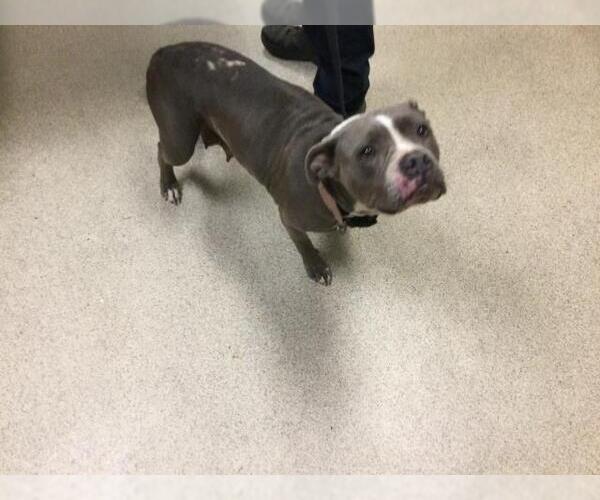 Medium Photo #1 Pug-Unknown Mix Puppy For Sale in Riverside, CA, USA