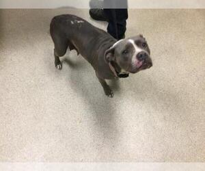 Pug-Unknown Mix Dogs for adoption in Riverside, CA, USA