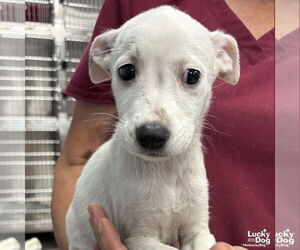 Mutt Dogs for adoption in Washington, DC, USA