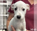 Small Mutt
