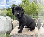 Small #1 Great Dane