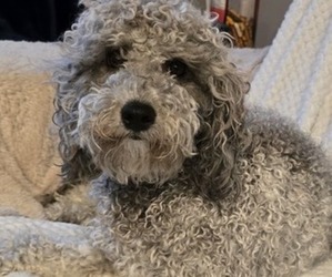 Mother of the Poochon puppies born on 01/20/2025