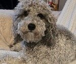 Small Photo #1 Poochon Puppy For Sale in WORCESTER, MA, USA