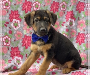 German Shepherd Dog Puppy for sale in LANCASTER, PA, USA