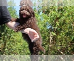 Small #28 ShihPoo