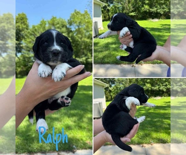 Medium Photo #5 Australian Shepherd-Goldendoodle Mix Puppy For Sale in BRIGHTON, MO, USA