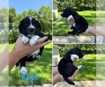 Small #4 Australian Shepherd-Goldendoodle Mix
