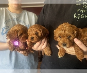 Cavapoo-Poodle (Miniature) Mix Litter for sale in ATGLEN, PA, USA