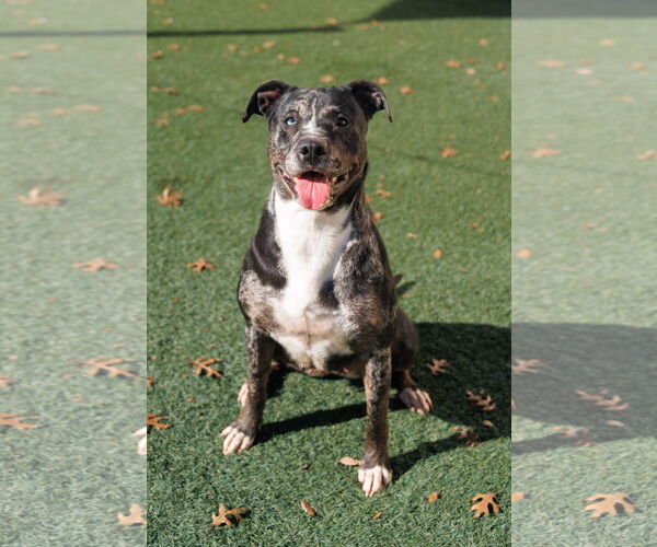 Medium Photo #1 Catahoula Leopard Dog-Unknown Mix Puppy For Sale in McKinney, TX, USA