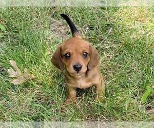 Dachshund Puppy for sale in CLARK, MO, USA