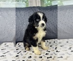 Small #2 Australian Shepherd