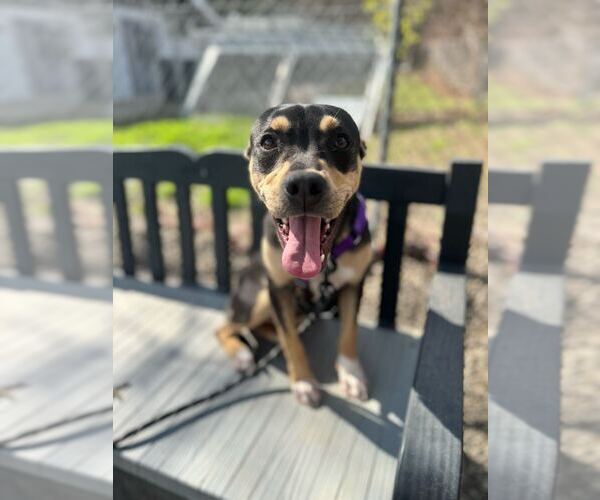Medium Photo #4 Miniature Pinscher-Unknown Mix Puppy For Sale in Elmsford, NY, USA