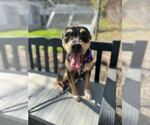 Small #3 Miniature Pinscher Mix