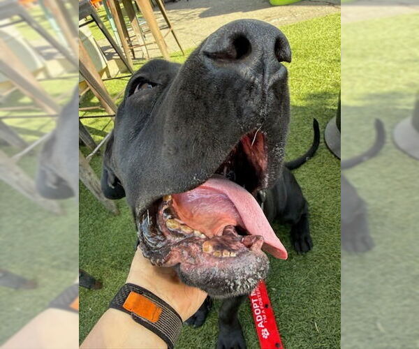 Medium Photo #11 Mastador Puppy For Sale in Lake Forest, CA, USA