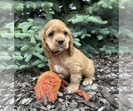 Small #2 Cocker Spaniel