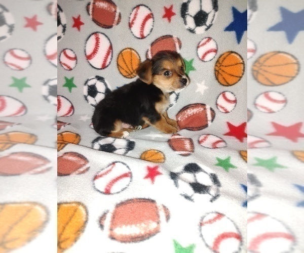Medium Photo #8 YorkiePoo Puppy For Sale in LAPEER, MI, USA