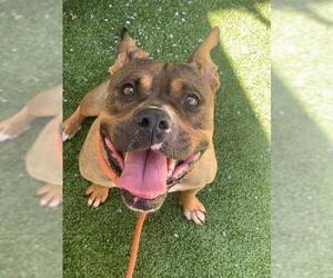 American Pit Bull Terrier-Unknown Mix Dogs for adoption in Fayetteville, NC, USA
