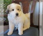 Small Photo #2 Great Pyrenees Puppy For Sale in BRIGHTON, IA, USA