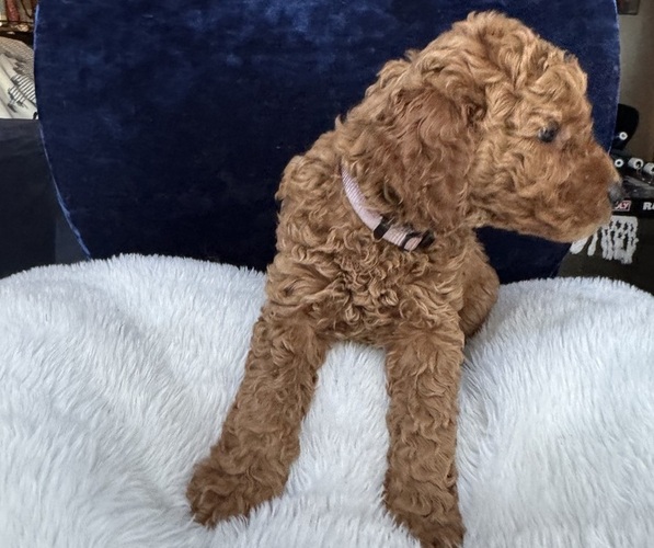 Medium Photo #4 Goldendoodle (Miniature) Puppy For Sale in SAN FERNANDO, CA, USA