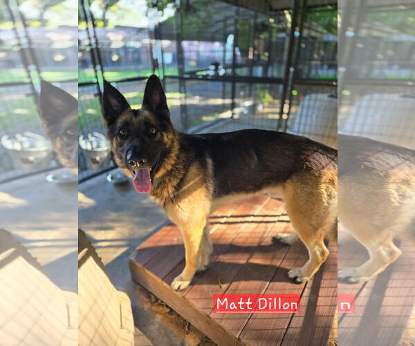 Medium Photo #1 German Shepherd Dog Puppy For Sale in Albemarle, NC, USA