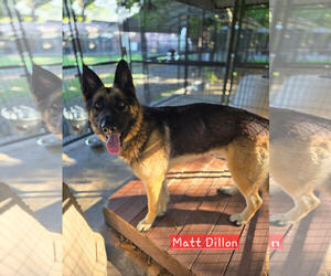 German Shepherd Dog Dogs for adoption in Albemarle, NC, USA