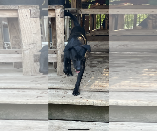 Medium Photo #1 Labrador Retriever-Unknown Mix Puppy For Sale in The Woodlands, TX, USA