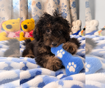 Yorkipoo puppie - Male Yorkipoo Puppy for Sale - Photo #8