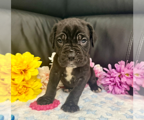 Medium Photo #2 Neapolitan Mastiff Puppy For Sale in MIAMI, FL, USA